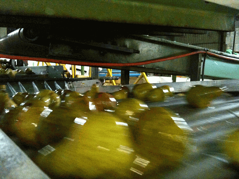 Pears on conveyor