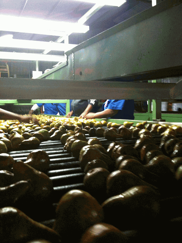 Damaged pears removed